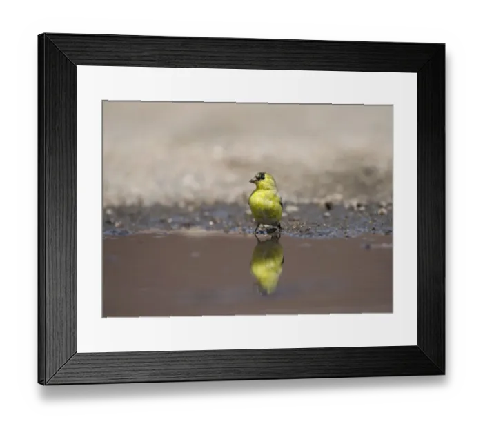 Framed Print : American Goldfinch Carduelis tristis male at water Nebraska USA April