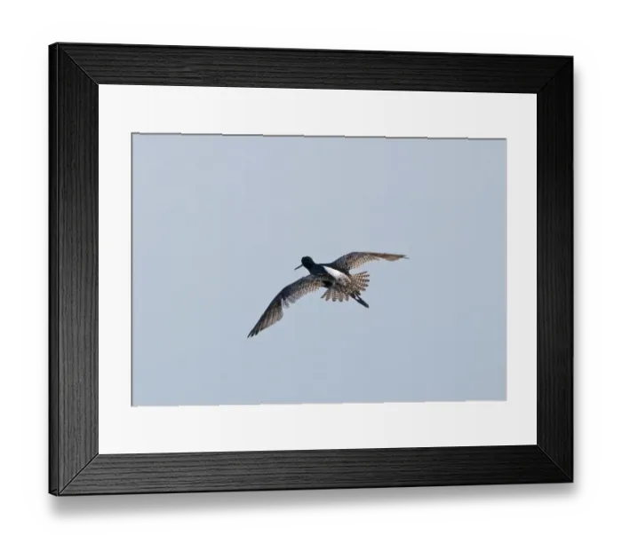 Framed Print : Demoiselle Cranes Anthropoides virgo at Kichan in Thar Desert Rajasthan India November Framed Print : Demoiselle Cranes Anthropoides virgo at Kichan in Thar Desert Rajasthan India November