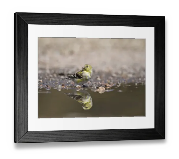 Framed Print : American Goldfinch Carduelis tristis female at water Nebraska USA April