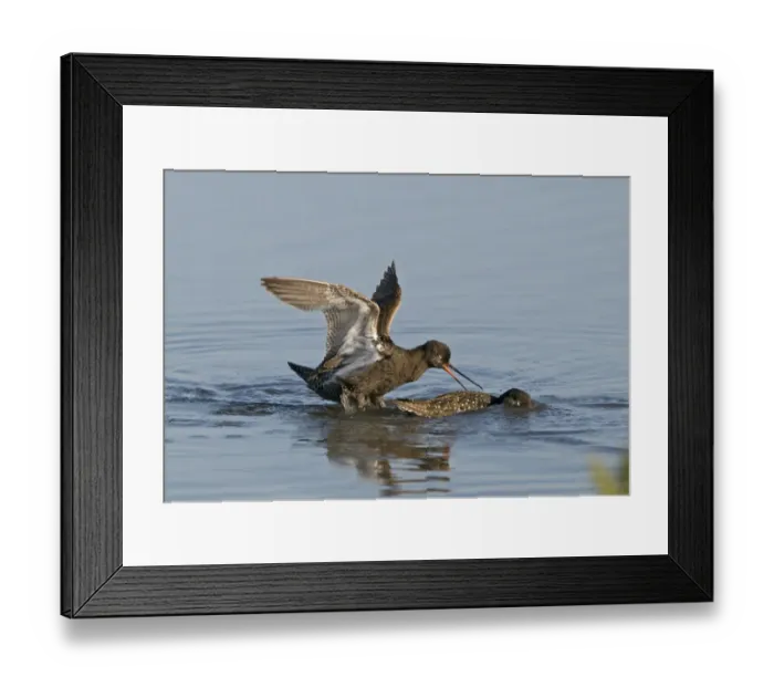 Framed Print : Spotted Redshank Tringa erythropus adult summer fighting Titchwell Norfolk July Framed Print : Spotted Redshank Tringa erythropus adult summer fighting Titchwell Norfolk July