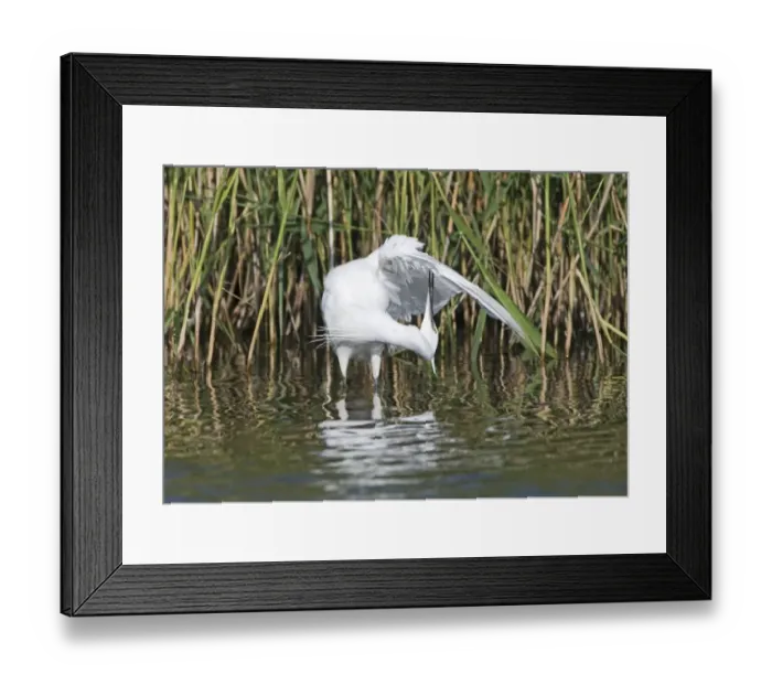 Framed Print : Little Egret Egretta garzetta preening Norfolk July Framed Print : Little Egret Egretta garzetta preening Norfolk July