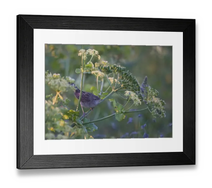 Framed Print : Grasshopper Warbler Locustella naevia Cley Norfolk June Framed Print : Grasshopper Warbler Locustella naevia Cley Norfolk June