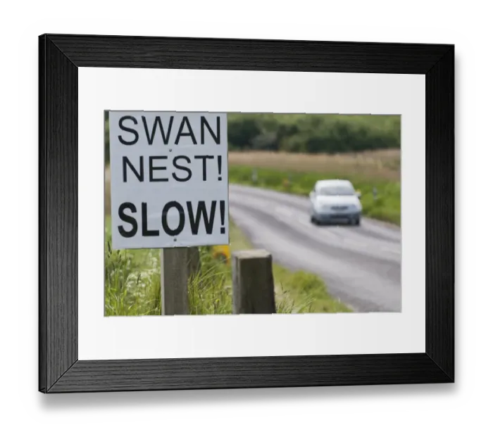 Framed Print : Sign to motorists to slow due to Mute Swan nest on roadside verge Cley Norfolk May Framed Print : Sign to motorists to slow due to Mute Swan nest on roadside verge Cley Norfolk May