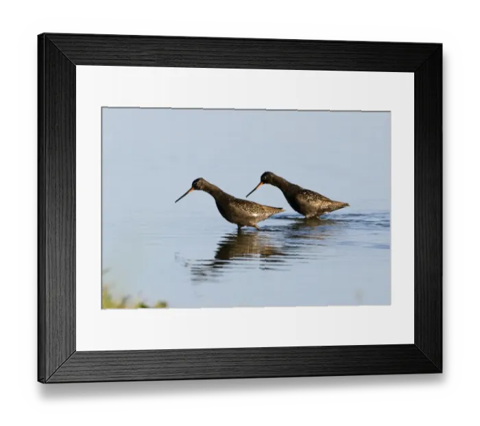 Framed Print : Spotted Redshanks Tringa erythropus adult summer Norfolk July Framed Print : Spotted Redshanks Tringa erythropus adult summer Norfolk July