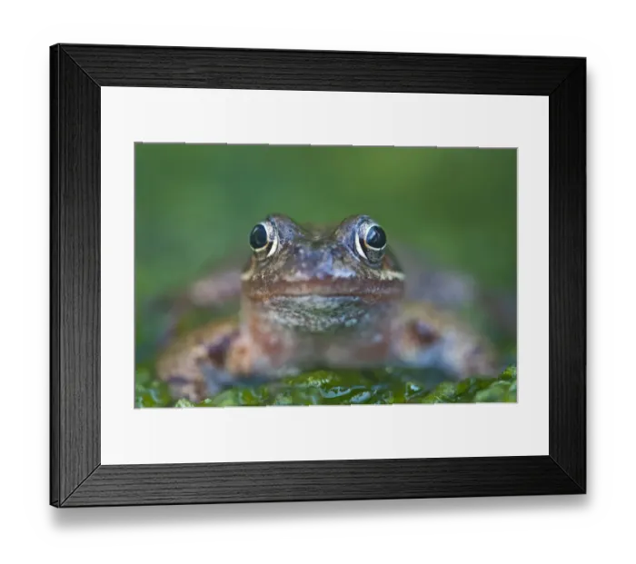 Framed Print : Common Frog Rana temporaria in garden Norfolk UK June Framed Print : Common Frog Rana temporaria in garden Norfolk UK June