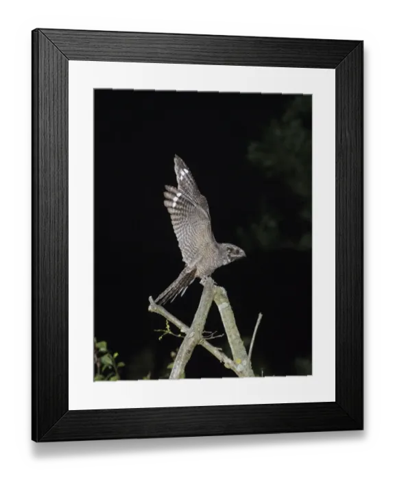 Framed Print : Nightjar Caprimulgus europaea male arriving at song post Norfolk June
