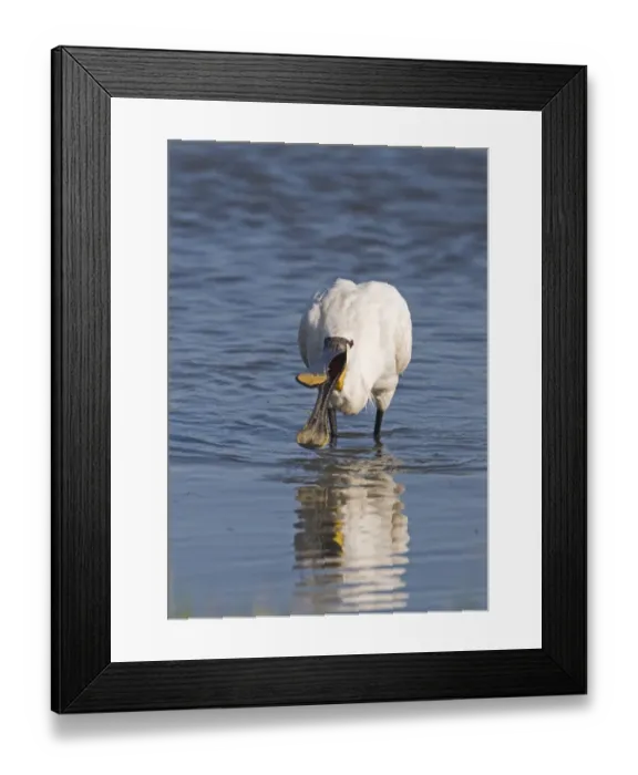 Framed Print : Spoonbill Platalea leucorodia Cley Norfolk July Framed Print : Spoonbill Platalea leucorodia Cley Norfolk July