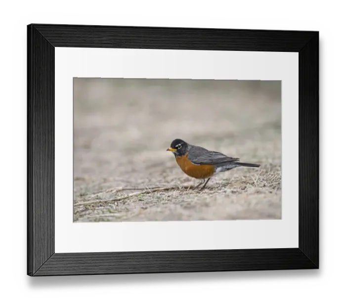 Framed Print : American Robin Turdus migratorius male Nebraska USA April Framed Print : American Robin Turdus migratorius male Nebraska USA April