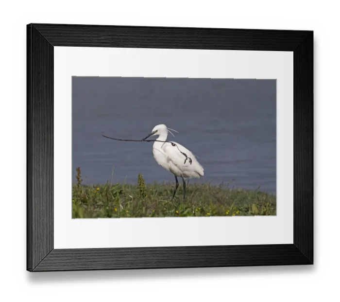 Framed Print : Little Egret Egretta garzetta with stick Norfolk July Framed Print : Little Egret Egretta garzetta with stick Norfolk July