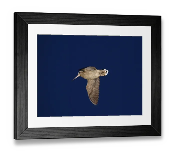 Framed Print : Puffin Fratercula arctica with beak full of sand eels Inner Farne Farne Islands Northumberland