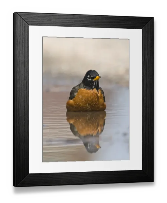 Framed Print : American Robin Turdus migratorius male bathing Nebraska USA April Framed Print : American Robin Turdus migratorius male bathing Nebraska USA April