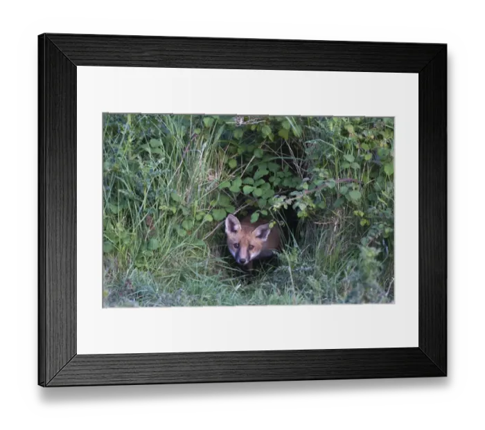 Framed Print : Fox Vulpes vulpes cub peering from brambles where earth located Morston Norfolk June Framed Print : Fox Vulpes vulpes cub peering from brambles where earth located Morston Norfolk June