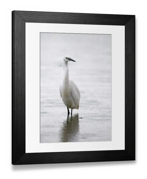Framed Print : Little Egret Egretta garzetta Norfolk July Framed Print : Little Egret Egretta garzetta Norfolk July