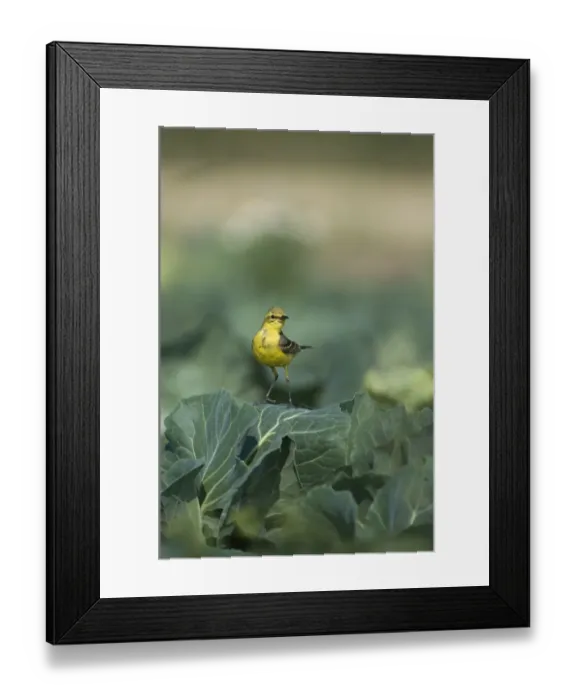 Framed Print : Yellow Wagtail Motacilla flava male in cabbage field Lincolnshire July Framed Print : Yellow Wagtail Motacilla flava male in cabbage field Lincolnshire July