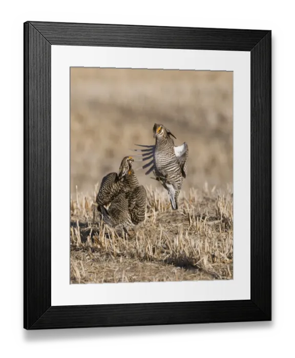 Framed Print : Greater Prairie-Chicken Tympanchus cupido fighting on lekking ground in the Sandhills Framed Print : Greater Prairie-Chicken Tympanchus cupido fighting on lekking ground in the Sandhills