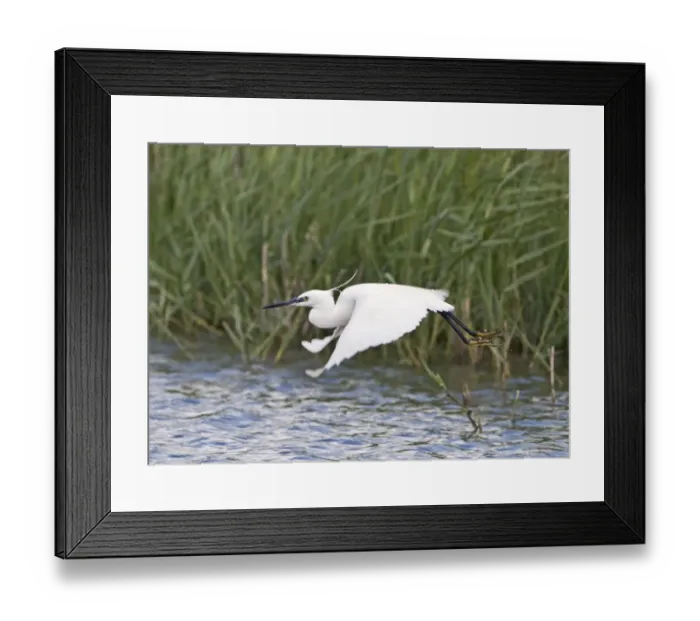 Framed Print : Little Egret Egretta garzetta Cley Norfolk July Framed Print : Little Egret Egretta garzetta Cley Norfolk July