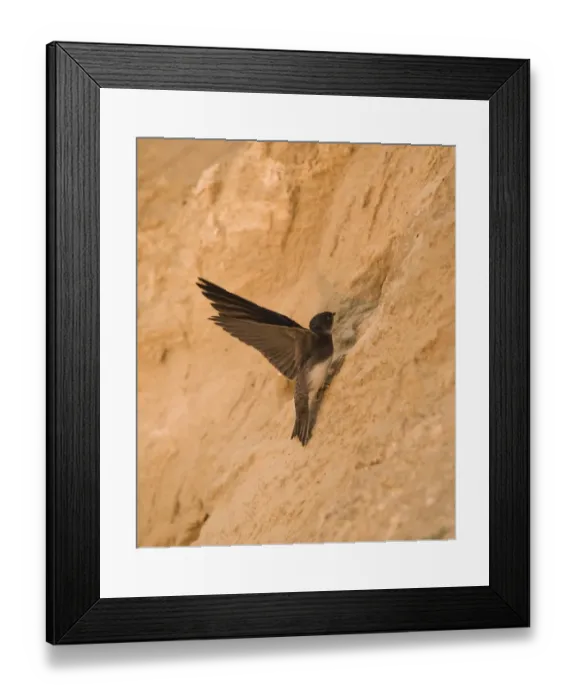 Framed Print : Sand Martin Riparia riparia at nest hole in sea cliff colony Norfolk July Framed Print : Sand Martin Riparia riparia at nest hole in sea cliff colony Norfolk July