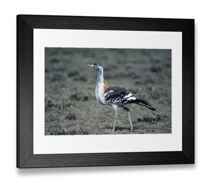 Framed Print : Denhams Bustard Masai Mara Kenya Framed Print : Denhams Bustard Masai Mara Kenya