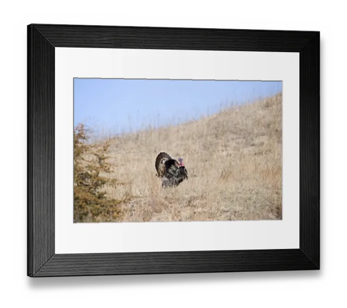 Framed Print : Displaying Wild Turkey Meleagris gallopavo Nebraska USA April Framed Print : Displaying Wild Turkey Meleagris gallopavo Nebraska USA April