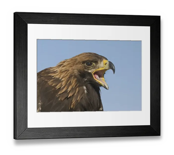 Framed Print : Golden Eagle Aquila chrysaetos calling Norway Framed Print : Golden Eagle Aquila chrysaetos calling Norway
