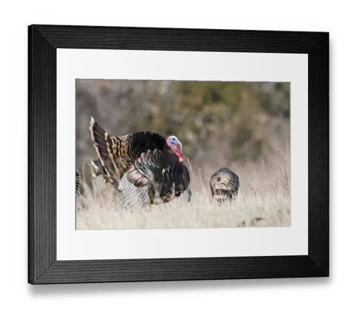 Framed Print : Displaying Wild Turkey Meleagris gallopavo Nebraska USA April Framed Print : Displaying Wild Turkey Meleagris gallopavo Nebraska USA April