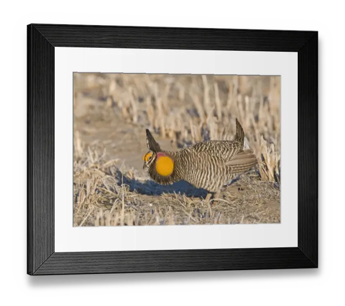 Framed Print : Greater Prairie-Chicken Tympanchus cupido displaying on lekking ground in the Sandhills Framed Print : Greater Prairie-Chicken Tympanchus cupido displaying on lekking ground in the Sandhills
