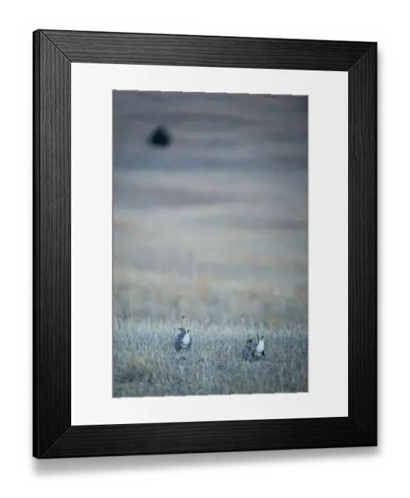 Framed Print : Sharp-tailed Grouse Tympanuchus phasianellus displaying on lek at dawn in the Sandhills Framed Print : Sharp-tailed Grouse Tympanuchus phasianellus displaying on lek at dawn in the Sandhills