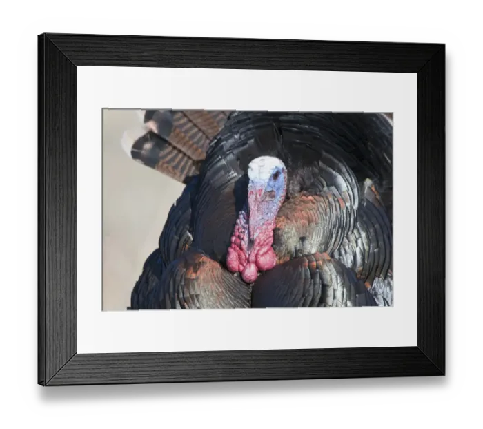 Framed Print : Wild Turkey Meleagris gallopavo Nebraska USA April Framed Print : Wild Turkey Meleagris gallopavo Nebraska USA April