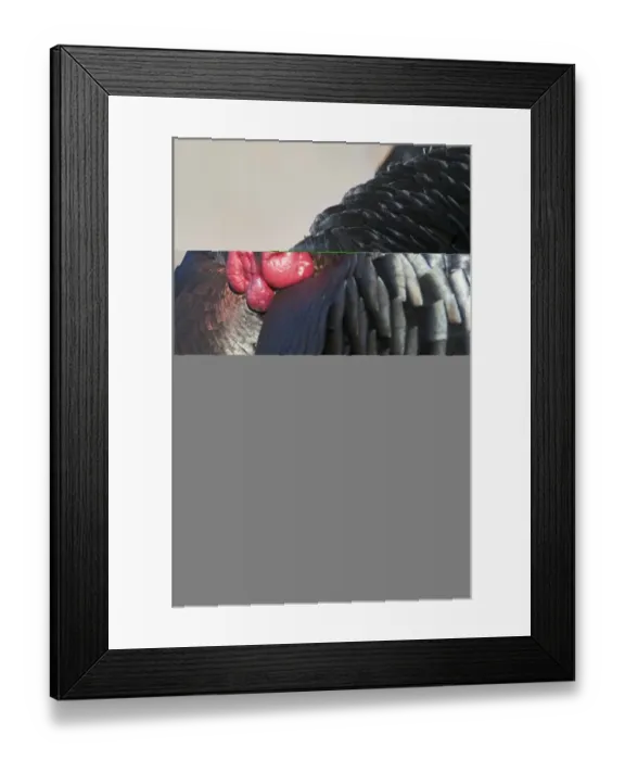 Framed Print : Wild Turkey Meleagris gallopavo Nebraska USA April Framed Print : Wild Turkey Meleagris gallopavo Nebraska USA April