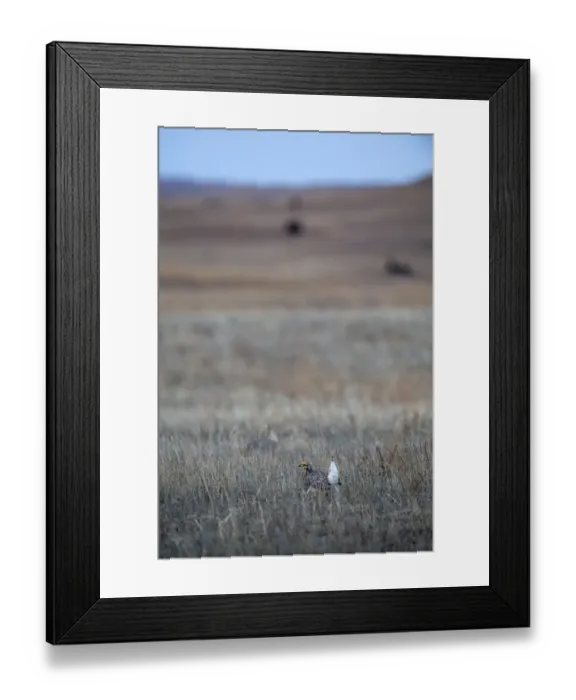 Framed Print : Sharp-tailed Grouse Tympanuchus phasianellus displaying on lek at dawn in the Sandhills Framed Print : Sharp-tailed Grouse Tympanuchus phasianellus displaying on lek at dawn in the Sandhills