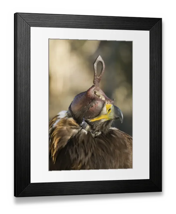 Framed Print : eagle hunters Golden Eagle Aquila chrtsaetos complete with hood Ugli western Mongolia Framed Print : eagle hunters Golden Eagle Aquila chrtsaetos complete with hood Ugli western Mongolia