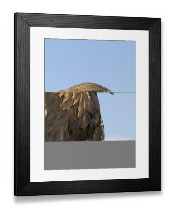 Framed Print : Golden Eagle Aquila chrysaetos calling Norway Framed Print : Golden Eagle Aquila chrysaetos calling Norway