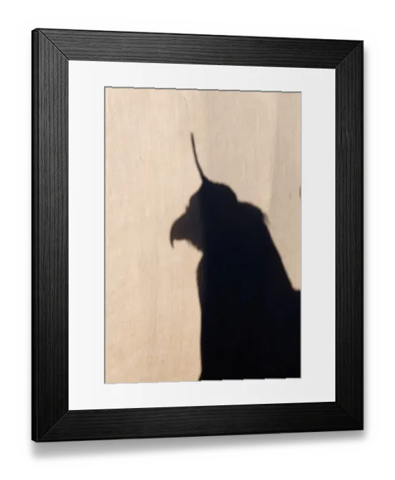 Framed Print : Shadow of eagle hunters Golden Eagle Aquila chrtsaetos on side of Ger complete with Framed Print : Shadow of eagle hunters Golden Eagle Aquila chrtsaetos on side of Ger complete with