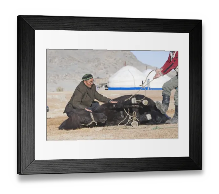 Framed Print : Kazakhs shoeing a horse with Gers behind Bayan Ugli Altai Mountains western Mongolia Framed Print : Kazakhs shoeing a horse with Gers behind Bayan Ugli Altai Mountains western Mongolia