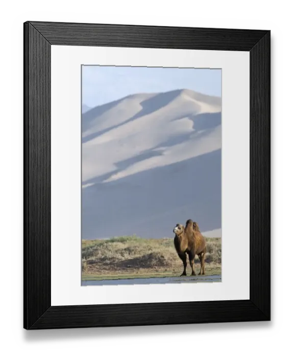 Framed Print : Domesticated Bactrian Camel Camelus batrianus at the base of Khongoryn Els sand dunes Framed Print : Domesticated Bactrian Camel Camelus batrianus at the base of Khongoryn Els sand dunes