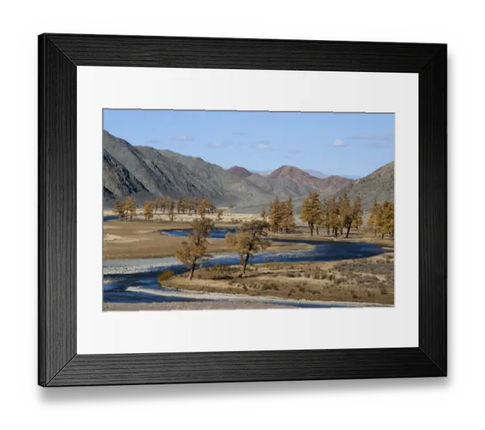 Framed Print : Autumn colours along banks of River Khovd near Bayan - Ulgii western Mongolia October Framed Print : Autumn colours along banks of River Khovd near Bayan - Ulgii western Mongolia October