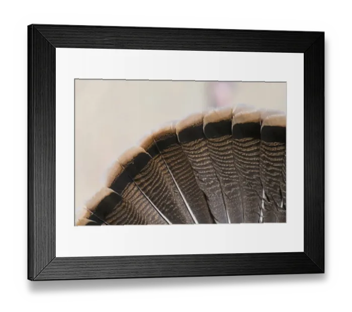 Framed Print : Fanned tail of Wild Turkey Meleagris gallopavo Nebraska USA April Framed Print : Fanned tail of Wild Turkey Meleagris gallopavo Nebraska USA April