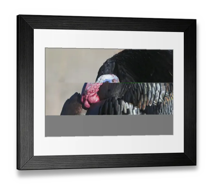 Framed Print : Wild Turkey Meleagris gallopavo Nebraska USA April Framed Print : Wild Turkey Meleagris gallopavo Nebraska USA April
