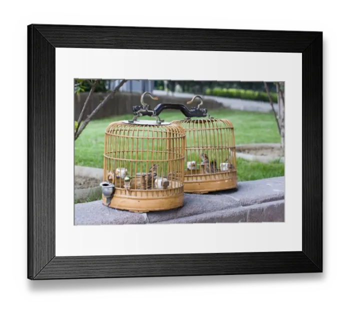 Framed Print : Mongolian Larks Melanocorypha mongolica being kept as cage birds Beijing China