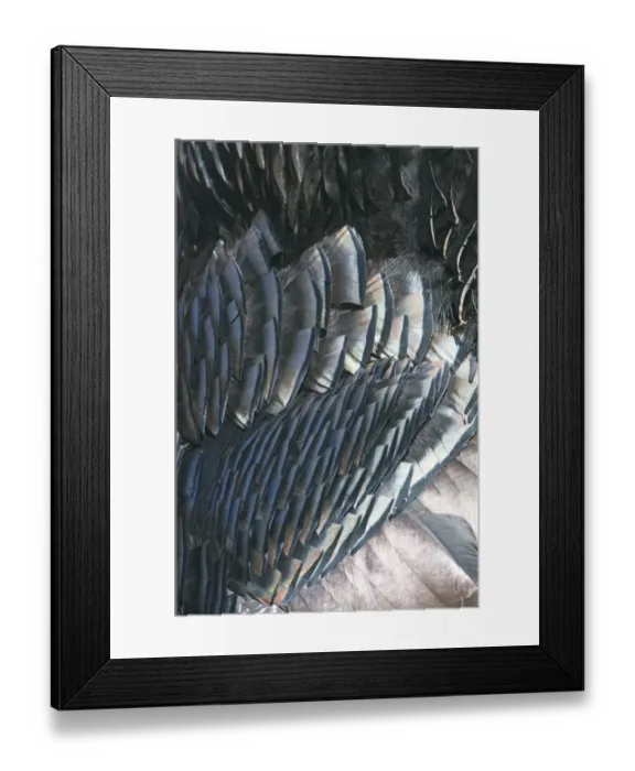 Framed Print : Feather detail of Wild Turkey Meleagris gallopavo Nebraska USA April Framed Print : Feather detail of Wild Turkey Meleagris gallopavo Nebraska USA April