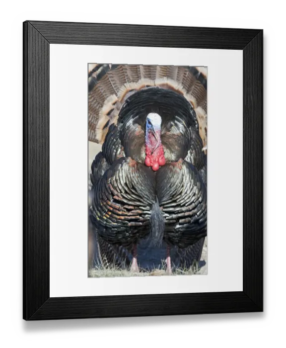 Framed Print : Displaying Wild Turkey Meleagris gallopavo Nebraska USA April Framed Print : Displaying Wild Turkey Meleagris gallopavo Nebraska USA April