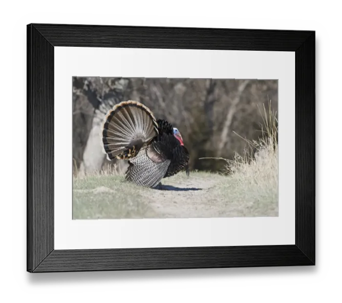 Framed Print : Displaying Wild Turkey Meleagris gallopavo Nebraska USA April Framed Print : Displaying Wild Turkey Meleagris gallopavo Nebraska USA April