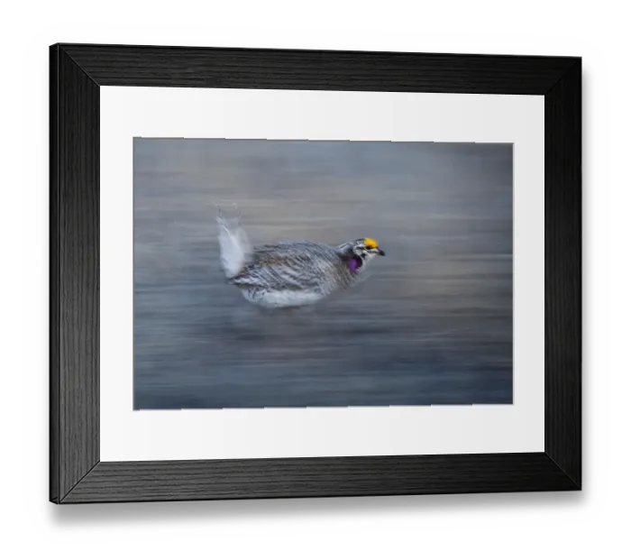 Framed Print : Sharp-tailed Grouse Tympanuchus phasianellus displaying on lek at dawn in the Sandhills Framed Print : Sharp-tailed Grouse Tympanuchus phasianellus displaying on lek at dawn in the Sandhills