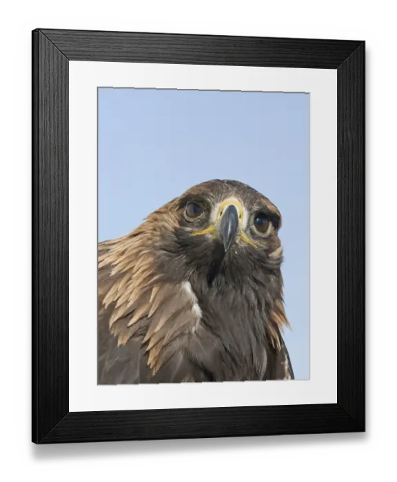 Framed Print : Golden Eagle Aquila chrysaetos Norway Framed Print : Golden Eagle Aquila chrysaetos Norway