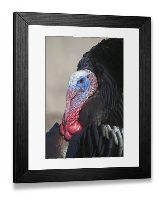Framed Print : Wild Turkey Meleagris gallopavo Nebraska USA April Framed Print : Wild Turkey Meleagris gallopavo Nebraska USA April