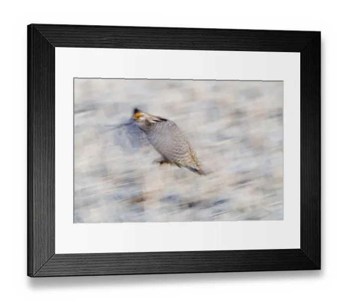 Framed Print : Greater Prairie-Chicken Tympanchus cupido displaying on lekking ground in the Sandhills