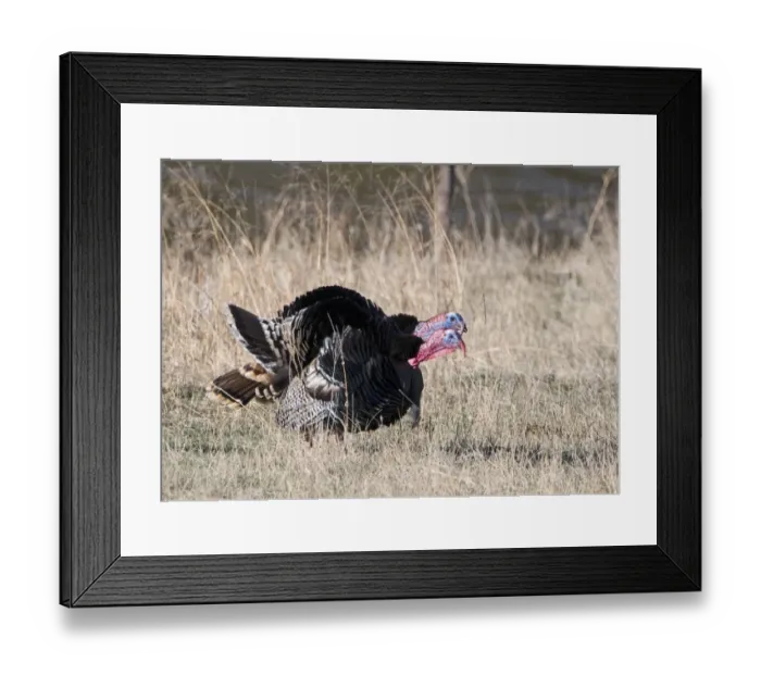 Framed Print : Wild Turkey Meleagris gallopavo Nebraska USA April Framed Print : Wild Turkey Meleagris gallopavo Nebraska USA April