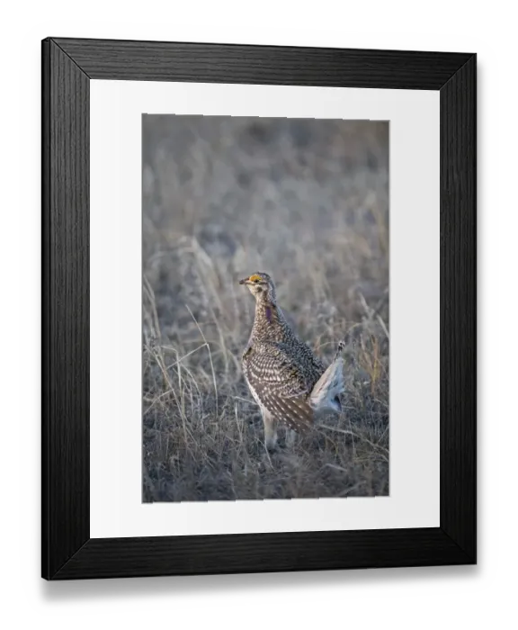 Framed Print : Sharp-tailed Grouse Tympanuchus phasianellus displaying on lek at dawn in the Sandhills Framed Print : Sharp-tailed Grouse Tympanuchus phasianellus displaying on lek at dawn in the Sandhills