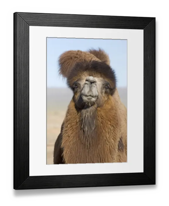 Framed Print : Domesticated Bactrian Camel Camelus batrianus breeding male in pen at nomads Ger Framed Print : Domesticated Bactrian Camel Camelus batrianus breeding male in pen at nomads Ger