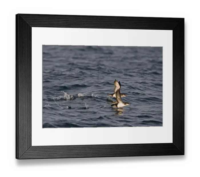 Framed Print : Manx Shearwaters Puffinus puffinus in St Brides Bay off Skomer Island Pembrokeshire